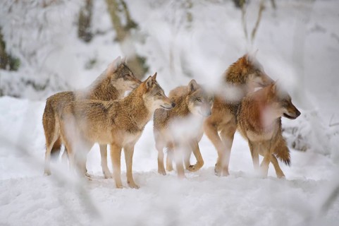 A pack of five wolves shows vigilant and attentive in the snowy forest, winter, wolf (Canis lupus),