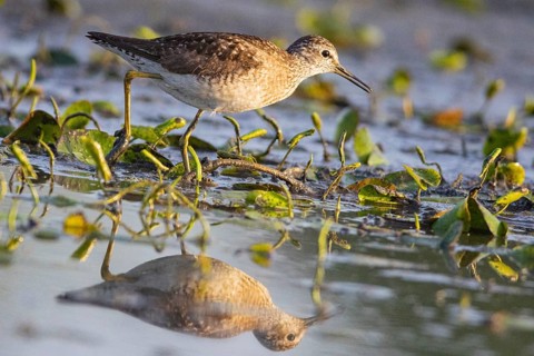 Spotted Redshank (Tringa erythropus) Hungary
