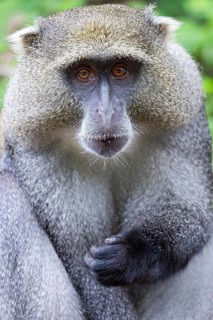 Samango white-throated monkey, (Cercopithecus mitis), (Cercopithecus mitis labiatus), Pondoland