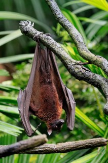 Kalong flying fox (Pteropus vampyrus), adult, resting, in sleeping tree, during the day, Singapore,