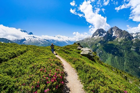 Mountaineers on hiking trail with alpine roses, mountain panorama with glaciated mountain peaks,