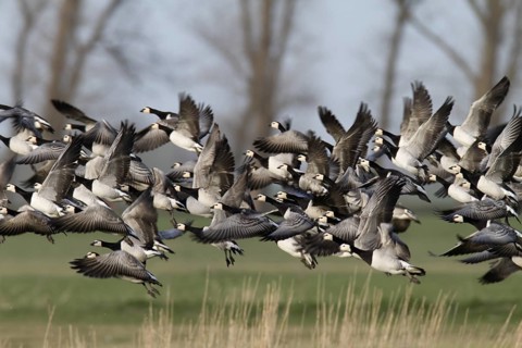 Barnacle Goose (Branta leucopsis) flying, Lower Saxony, Germany