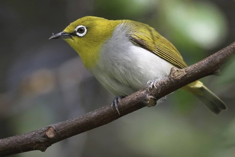 Oriental White-eye (Zosterops palpebrosus), Kalametiya, Sri Lanka