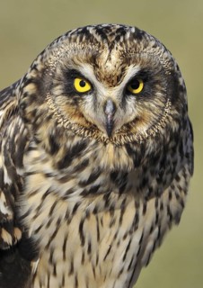 Short-eared Owl (Asio flammeus), British Columbia, Canada