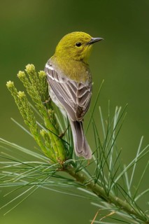 Pine Warbler (Dendroica pinus) perched on a branch in Ontario, Canada