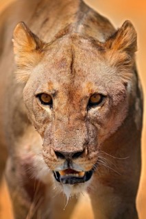Lion face detail portrait. Panthera leo bleyenberghi. in Etocha NP, Namibia, Africa. Animal