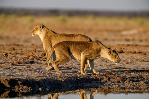 Two lionesses (Panthera leo) in the morning light at the Nxai Pan waterhole, Nxai Pan National