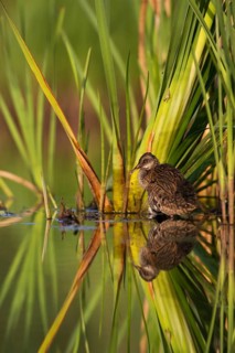 Water Rail (Rallus aquaticus) juvenile, Saxony, Germany