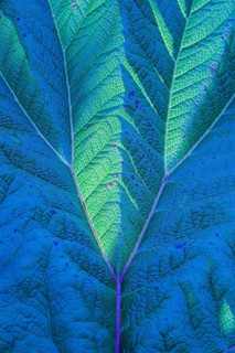Close up photo of a leaf with striking blue and green hues, highlighting its intricate texture and