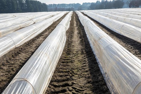 Polythene cloches, polytunnels, folio tunnels, running across farmland field to protect crops from