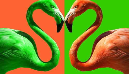 Abstract of Color Contrasting Flamingo on Green and Flamingo Pink
