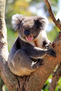 Koala (Phascolarctos cinereus), adult yawning on a tree, Kangaroo Island, South Australia,