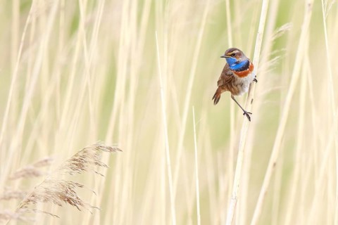 Bluethroat (Luscinia svecica cyanecula) male, Netherlands