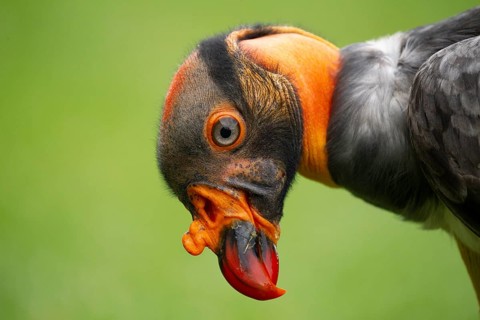 King Vulture (Sarcoramphus papa) captive, Germany