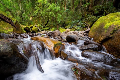 Mhlwazini River flows through thick forest, original mountain forest, Rainbow Gorge,