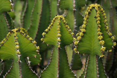 Canary islands, Lanzarote, cacti. Cactus Garden, Lanzarote, Canary Islands, Spain