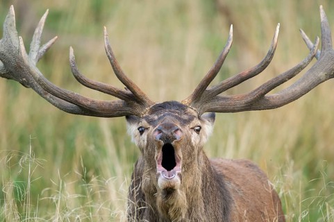 Red Deer (Cervus elaphus) stag roaring, Denmark