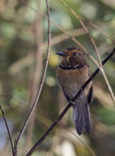 Crescent-chested Puffbird (Malacoptila striata) perched on a branch, Rio de Janeiro, Brazil