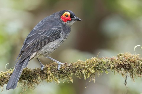 Common Smoky Honeyeater (Melipotes fumigatus) perched on a branch in Papua New Guinea