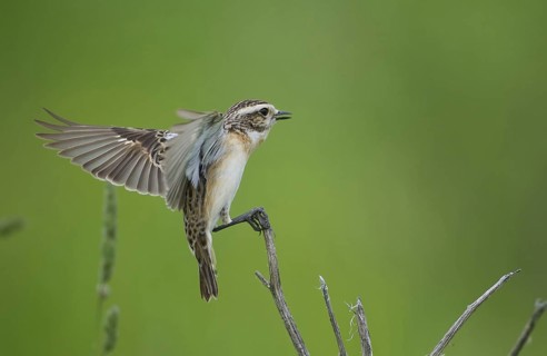 Whinchat (Saxicola rubetra), Czech Republic