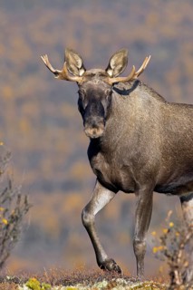 Moose, elk (Alces alces), young bull, male with small antlers foraging on the tundra in autumn,