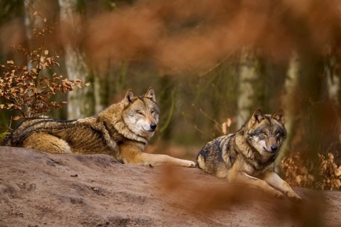 Two resting wolves in autumn forest, surrounded by foliage, Wolf (Canis lupus), Germany