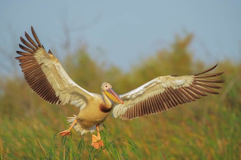 Great White Pelican (Pelecanus onocrotalus) flying, Danube-Delta, Romania