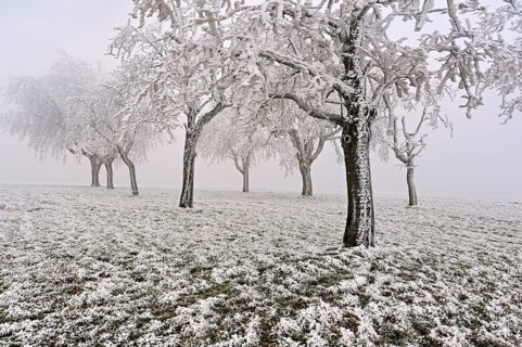 Row of trees with hoarfrost, Lindenberg, Freiamt, Canton of Aargau, Switzerland