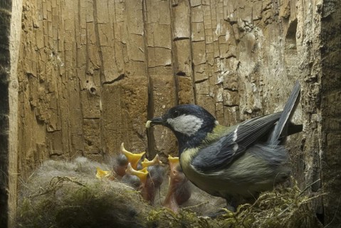 Great Tit (Parus major), Saxony, Germany
