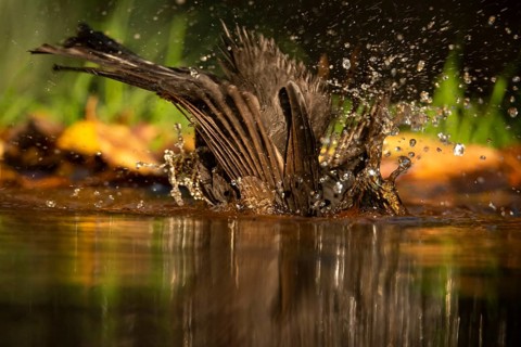 A common blackbird, Turdus merula, bathes energetically, splashing droplets of water around in a