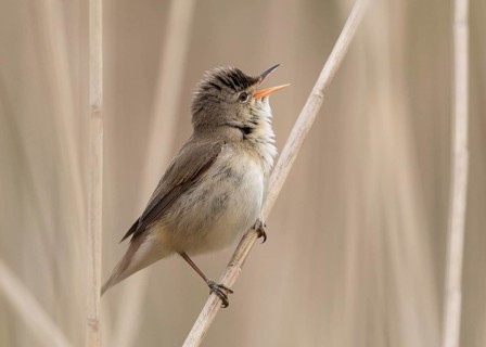 Eurasian Reed Warbler (Acrocephalus scirpaceus) singing in reedbed, Wales, United Kingdom