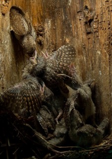 Eurasian Wryneck (Jynx torquilla) feeding chicks in nesting box, Saxony, Germany