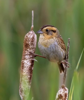 A Nelson's Sparrow, Ammodramus nelsoni, perched on a cattail near Saskatoon, Saskatchewan