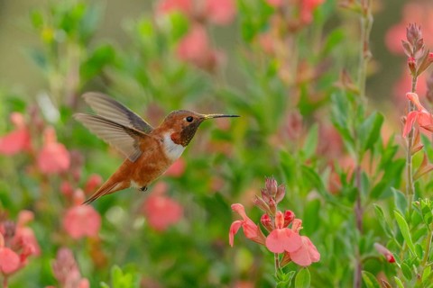 Rufous Hummingbird (Selasphorus rufus) male hovering, California, USA