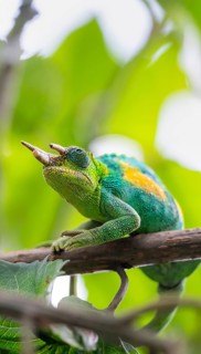 Three-horned chameleon (Trioceros jacksonii), male, between leaves on a branch, Bwindi Impenetrable