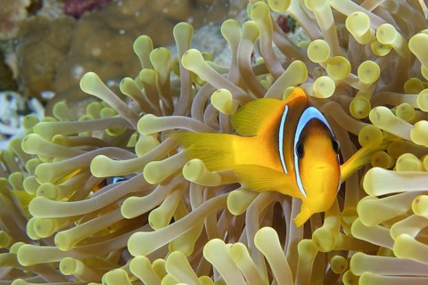 Red sea anemonefish (Amphiprion bicinctus)