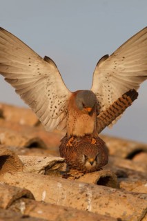 Lesser Kestrel (Falco naumanni), pair mating, Castile-La Mancha
