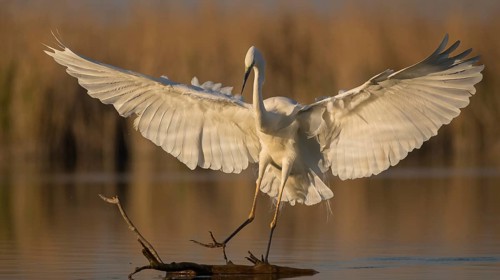 Great Egret (Ardea alba) landing at sunrise, Subotica, Serbia