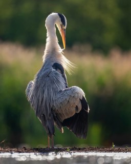 Grey heron (Ardea cinerea) Sunbathing, drying plumage, plumage care, Kiskunsag National Park,