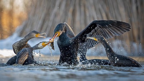 Cormorant (Phalacrocorax carbo) with catfish as prey, hunting, fishing, successful, Black bullhead