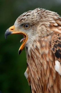 Red Kite (Milvus milvus), Mecklenburg-Western Pomerania, Germany