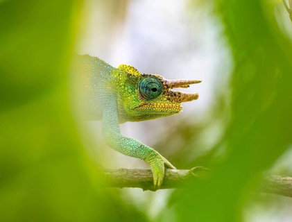 Three-horned chameleon (Trioceros jacksonii), male, between leaves on a branch, Bwindi Impenetrable