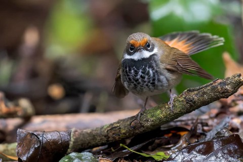 Rufous Fantail (Rhipidura rufifrons) perched on a branch in eastern Australia