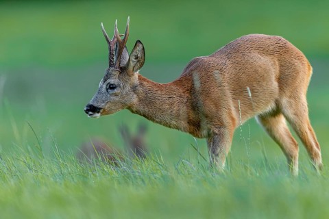 Roebuck (Capreolus capreolus) and doe in the evening on a grazing area, foliage time, mating