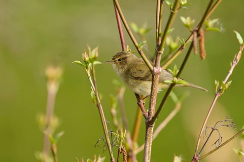 A bird sits quietly on thin, green branches in a spring scene, chiffchaff (Phylloscopus collybita),