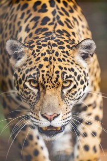 Leopard (Panthera pardus) walking, portrait, captive, distribution africa