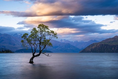 Wanaka Tree evening at sunset, Lake Wanaka, Otago, South Island, New Zealand