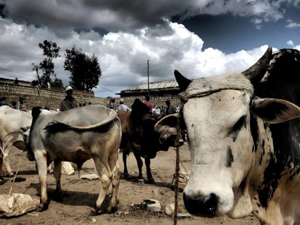 Cattle (bos) stand under a dramatic sky at a rural cattle market, Ethiopia