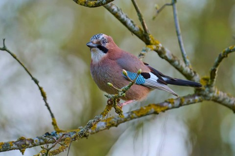 A jay sitting on a branch with its beak slightly open, jay (Garrulus glandarius), spring, bird