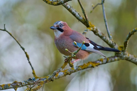 A jay sitting relaxed on a mossy branch, jay (Garrulus glandarius), spring, bird island,
